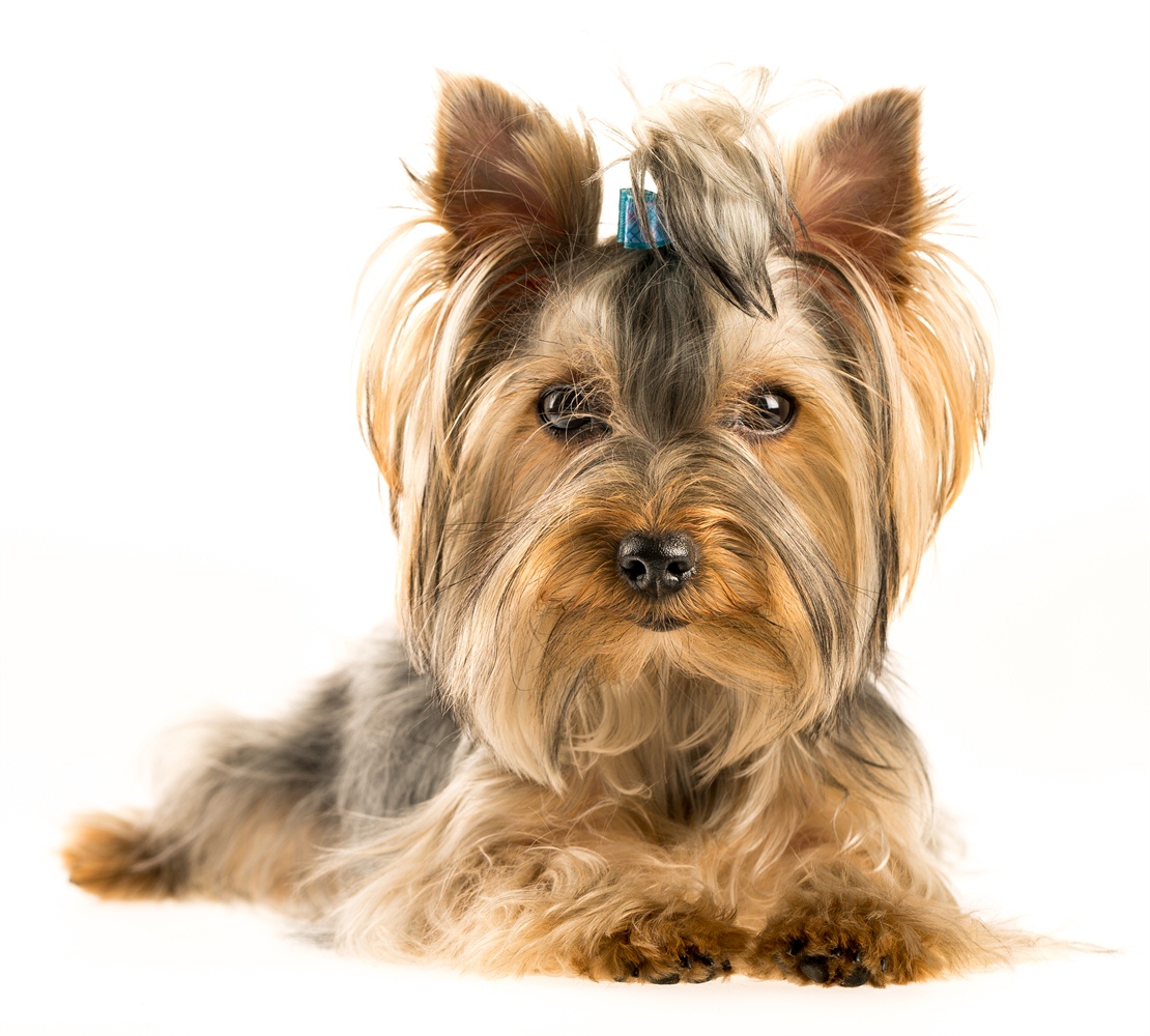 salon pielęgnacji psów