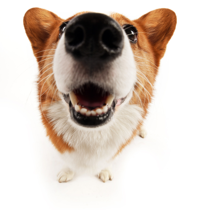 salon pielęgnacji psów wojnicz